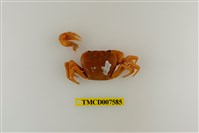 藏品(蔡氏澤蟹)的圖片